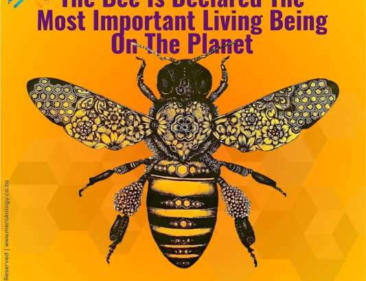 World Bee Day – 20 May 2024